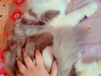 Persian Cat
