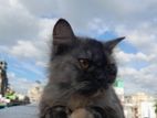 Persian Cat