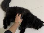 Persian cat