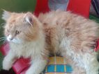Persian cat