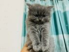Persian Cat For sell