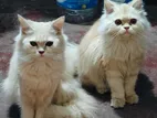 Persian Cat for Sell