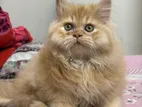Persian Cat