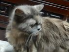 persian cat sale