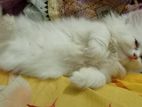 Persian cat