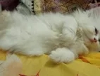 Persian cat
