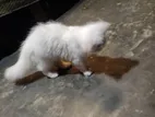 Persian cat