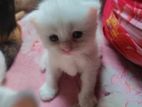 Persian mix cat for sale
