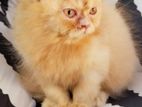 Persian Cat for sale