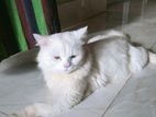 Persian cat