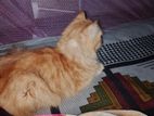 Persian Cat