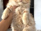 Persian Cat