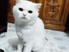 Persian