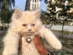 Persian cat