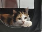 Persian Cat