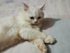 Persian