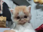 Persian Cat