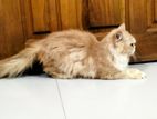 persian frawn color cat