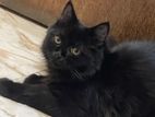 Persian full black cat for sale
