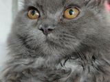 Persian German Code Male Cat