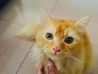 Persian Ginger Cat Adults (yellow eyes)