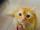 Persian Ginger Cat