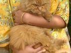 Persian Ginger Cat (male)