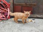 persian ginger color male cat . kitten