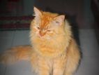 Persian ginger male adult cat