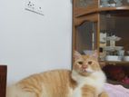 Persian Ginger Male Cat