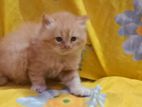 Persian Ginger pair kitten