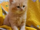 Persian Ginger Pair Kitten