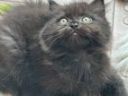 Persian good quality male kitten