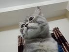 Persian gray tabby kitten