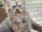 persian grey male kitten