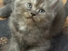 persian grey male kitten semi punch face