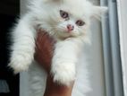 persian high mixed breed male