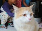 Persian High Quality Cat