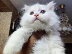 Persian High Quality Male kitten