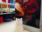 Persian high quality Mix breed Cat with Accessories