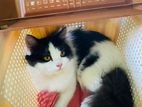 Persian High Quality Mixed Brid Doll Face