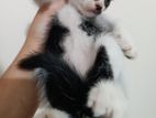 Persian high quality mixed
