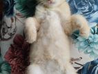 Persian High Quality Mixed Male Cat
