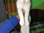 Persian High Quality Mixt breed cat