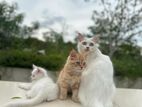 Persian Hybrid Cat(3 cat)