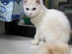 Persian Kitten 3 pcs