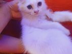Persian Kitten [Baby]