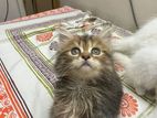 Persian Kitten Blue Eye