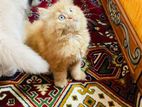 Persian Kitten Cat