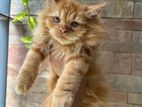 Persian Kitten Cat